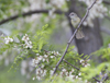 Bells Vireo